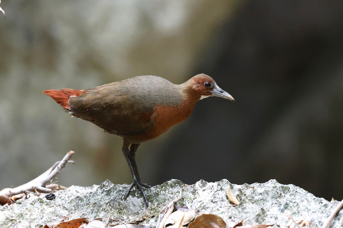 Tsingy Forest Rail - ML611155017