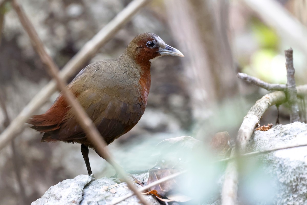 Tsingy Forest Rail - ML611155018