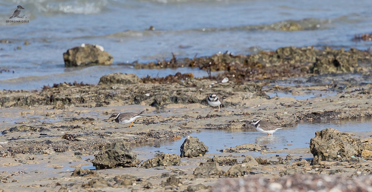 Common Ringed Plover - ML611155047
