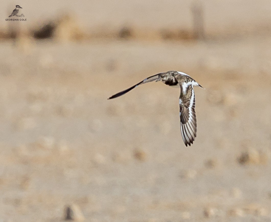 Ruddy Turnstone - ML611155062