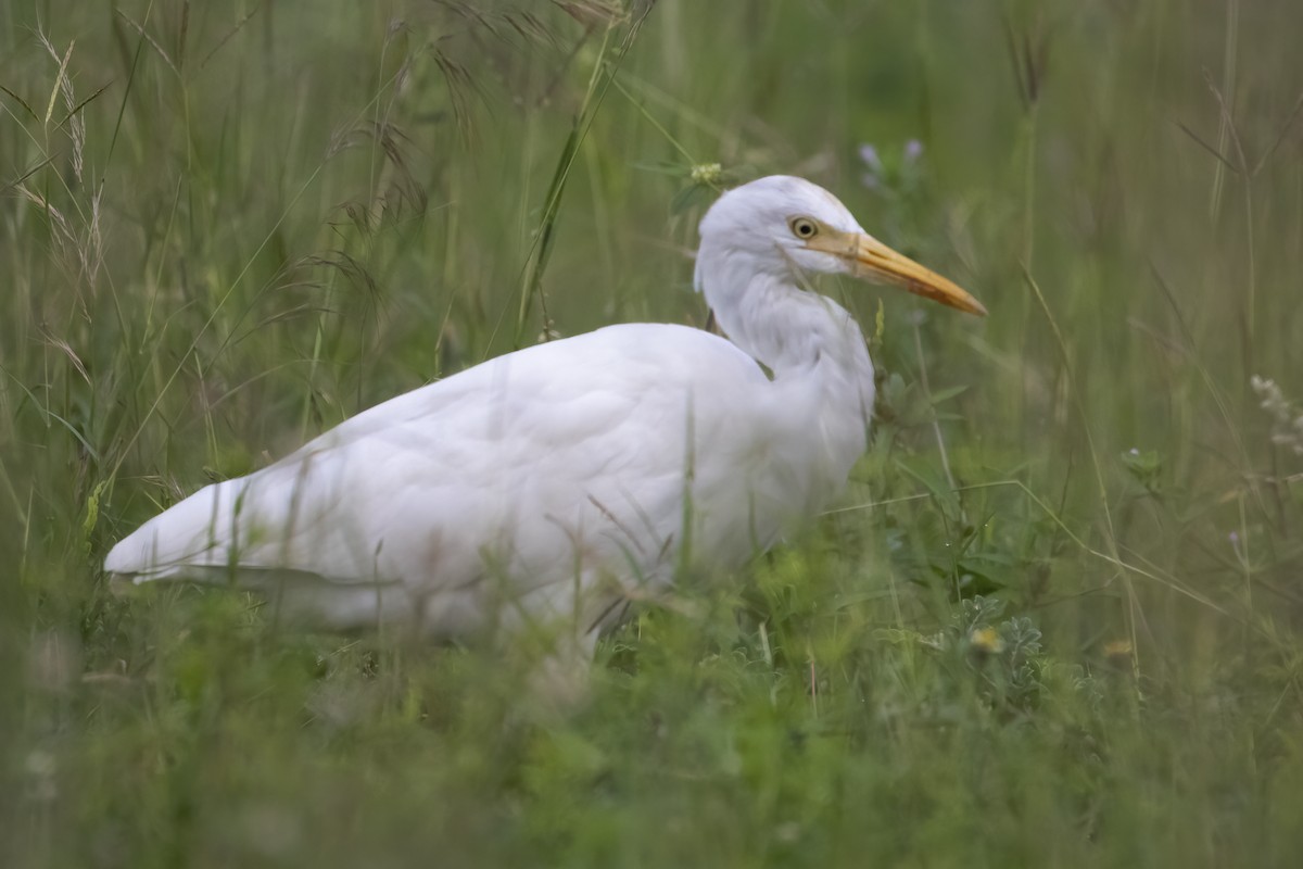 Eastern Cattle Egret - Ravi Jesudas