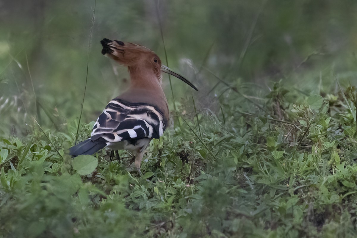 Eurasian Hoopoe - ML611155091