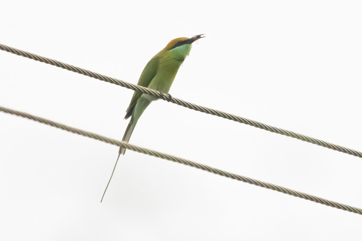 Asian Green Bee-eater - Ravi Jesudas