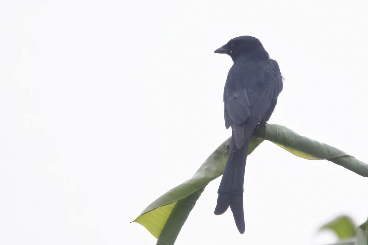 Black Drongo - Ravi Jesudas