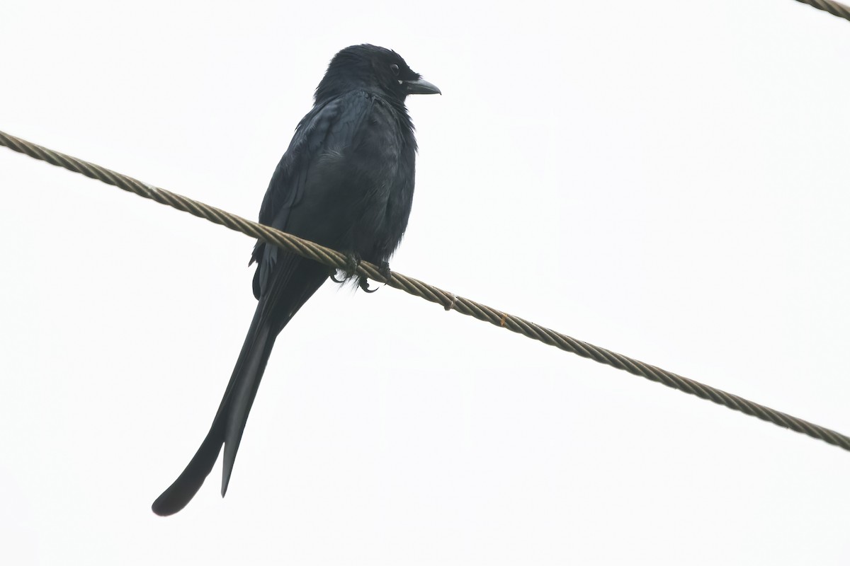 Black Drongo - Ravi Jesudas