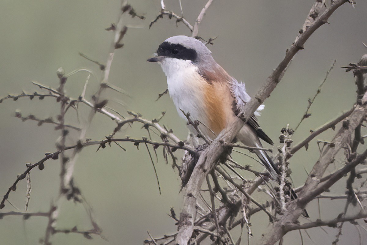 Brown Shrike - Ravi Jesudas