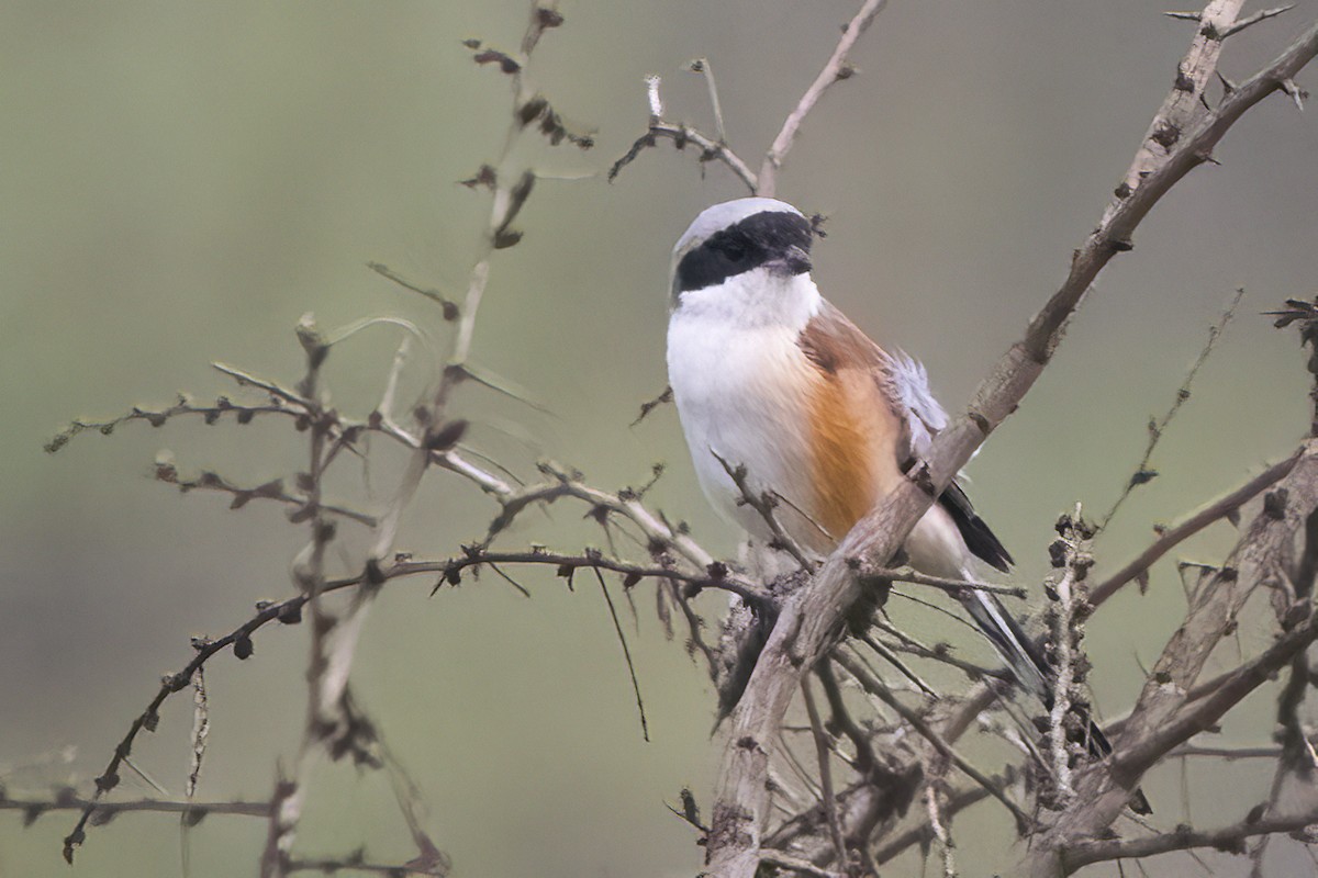 Brown Shrike - Ravi Jesudas