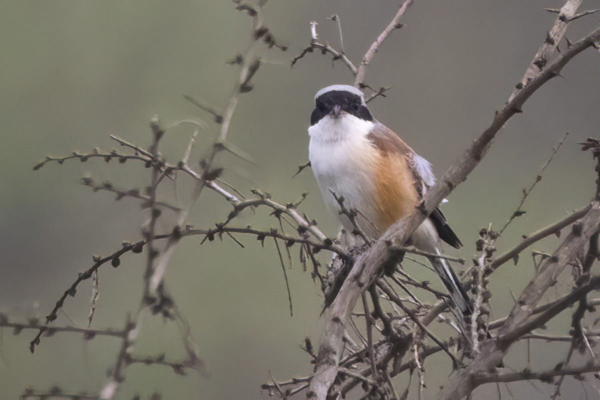 Brown Shrike - Ravi Jesudas