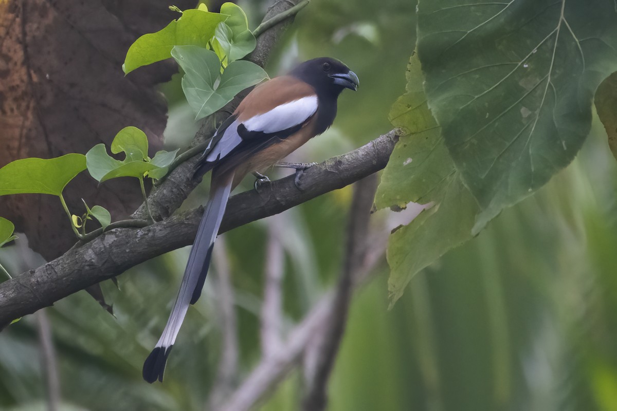 Rufous Treepie - Ravi Jesudas