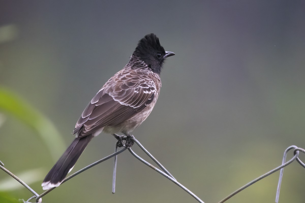 Bulbul à ventre rouge - ML611155125