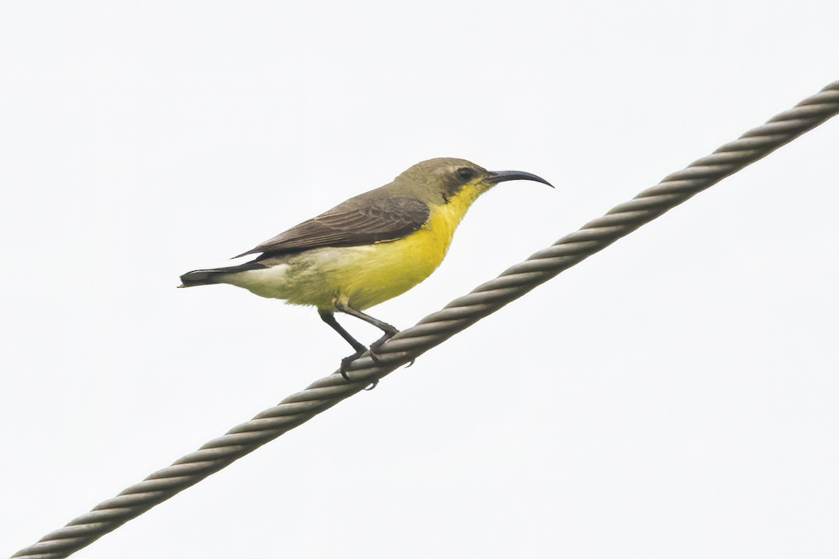 Purple Sunbird - Ravi Jesudas