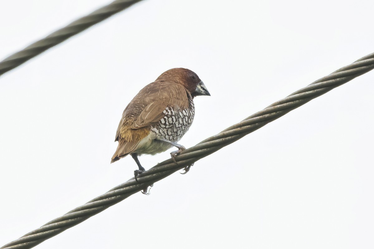 Scaly-breasted Munia - ML611155132