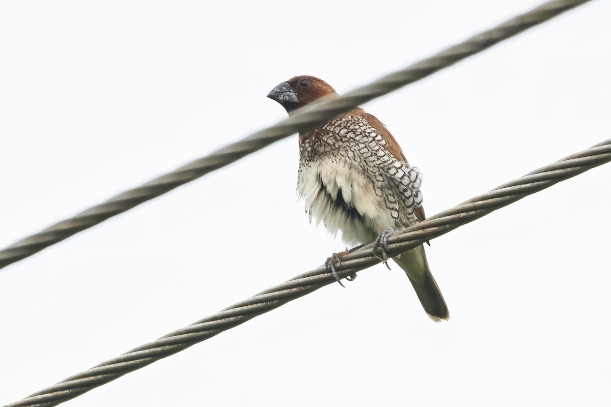 Scaly-breasted Munia - Ravi Jesudas