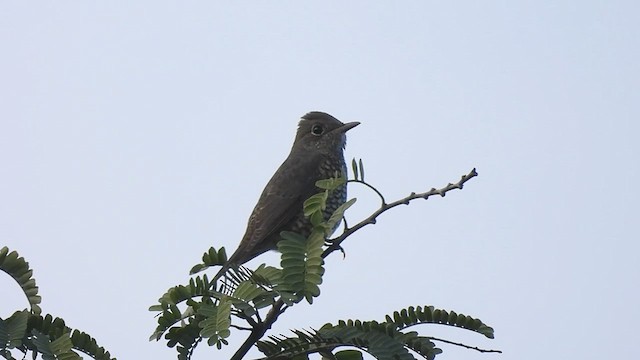 Blue-capped Rock-Thrush - ML611155139