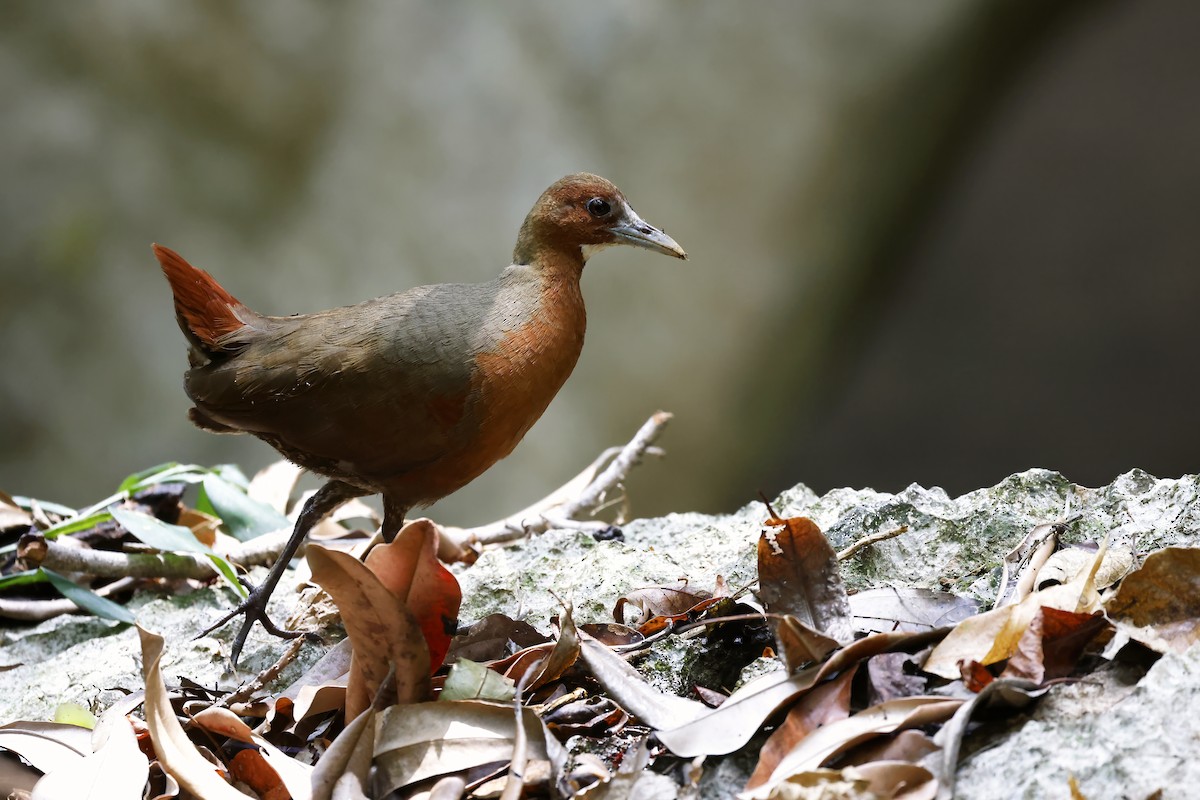 Tsingy Forest Rail - ML611155143