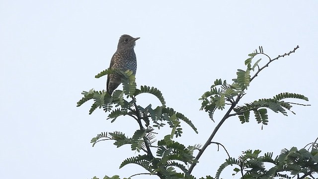 Blue-capped Rock-Thrush - ML611155188