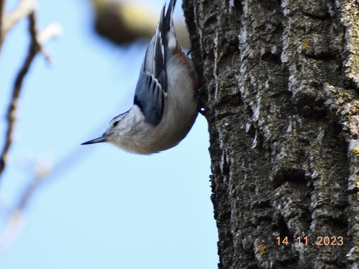 White-breasted Nuthatch - ML611155214