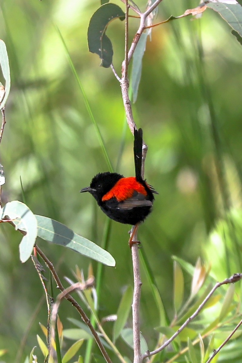 Red-backed Fairywren - ML611155256