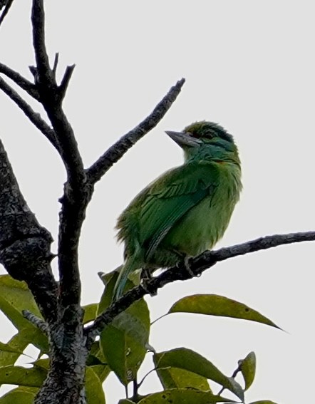 Moustached Barbet - Daniel Winzeler