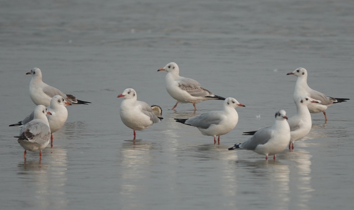 Brown-headed Gull - ML611155303