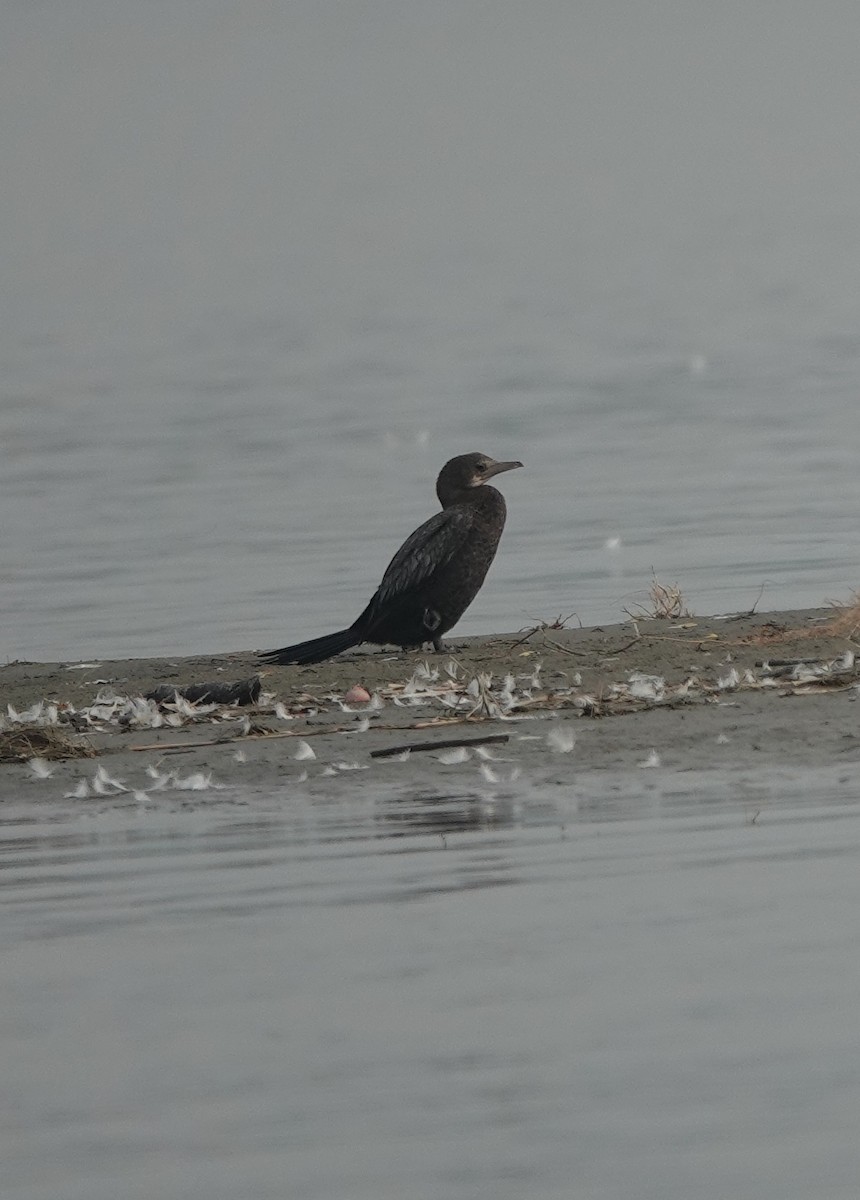 Little Cormorant - ML611155311