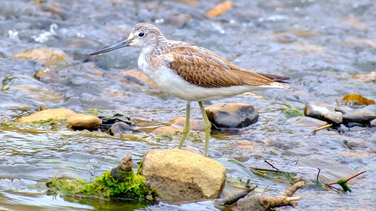 Common Greenshank - ML611155312