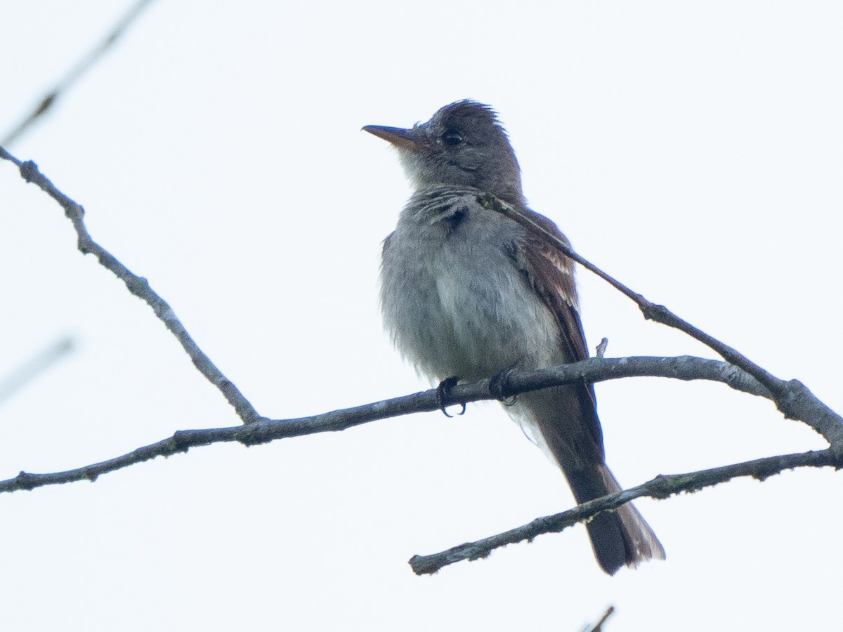 Northern Tropical Pewee - ML611155318