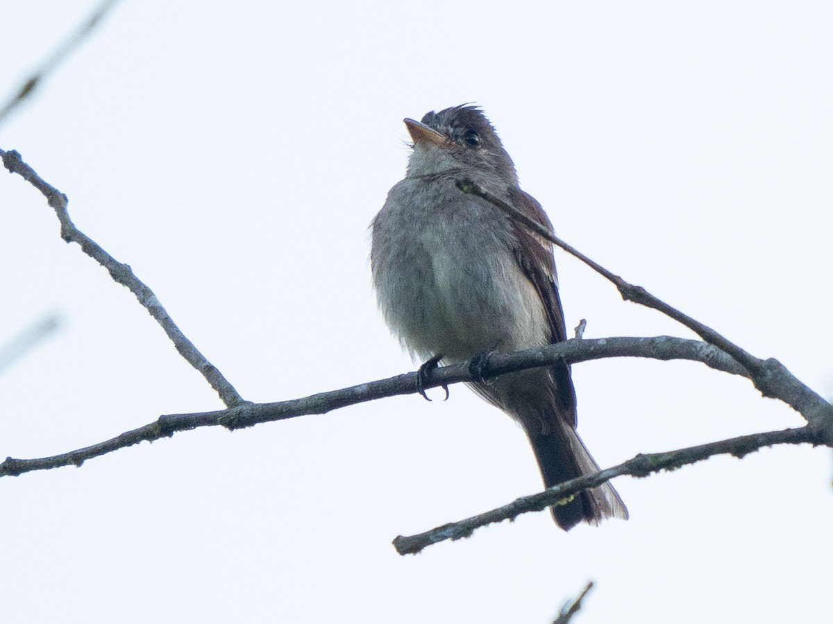 Northern Tropical Pewee - ML611155319