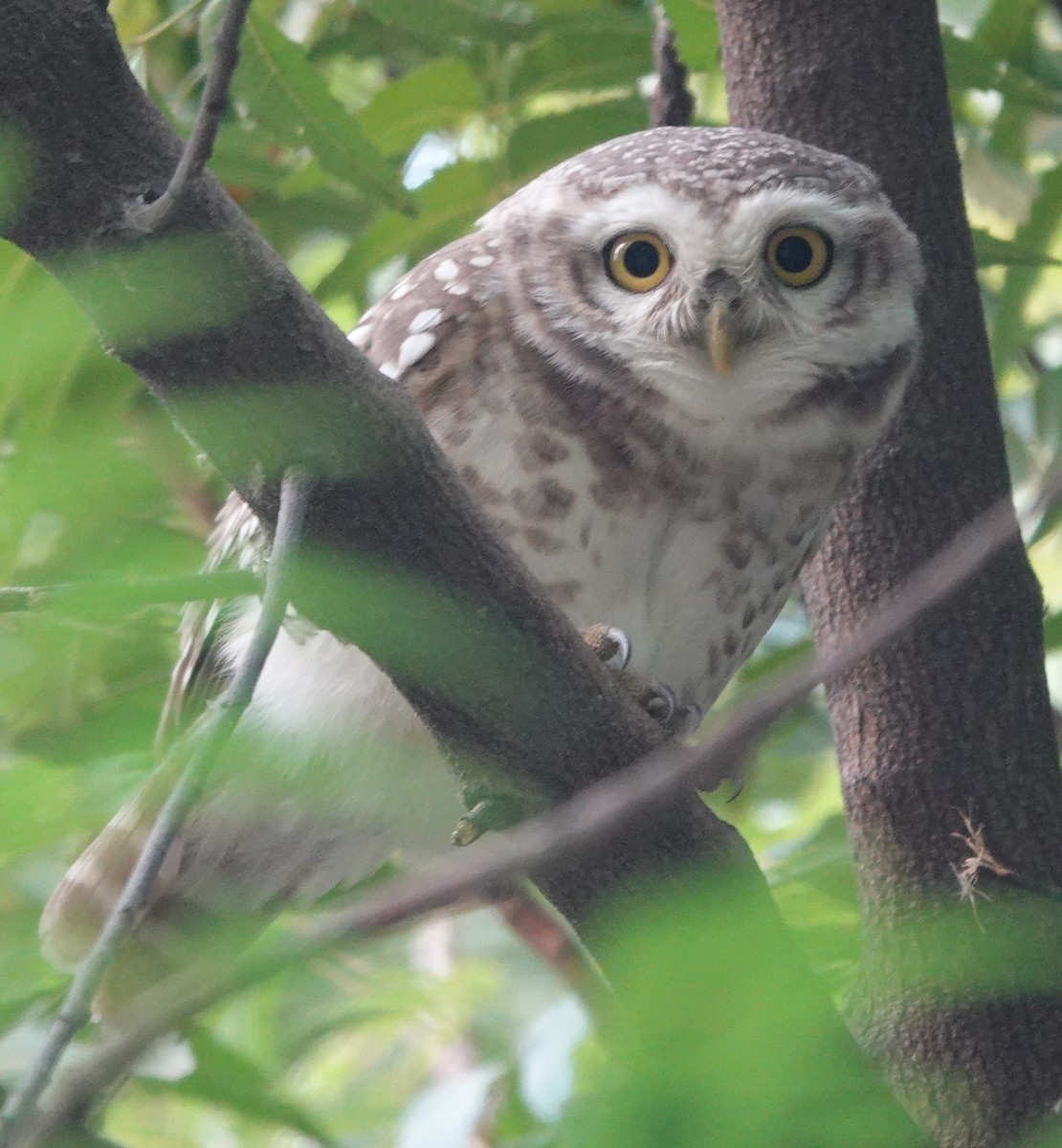 Spotted Owlet - ML611155325