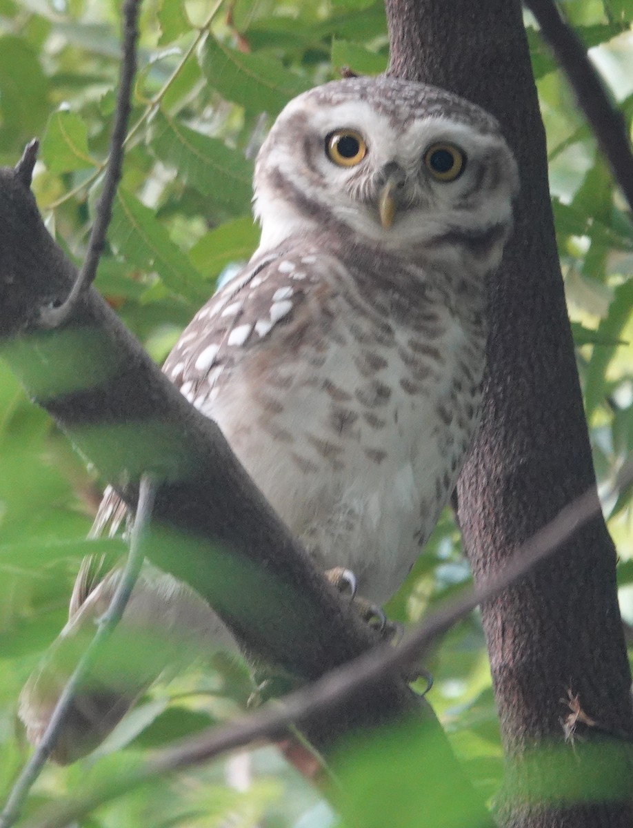 Spotted Owlet - ML611155326