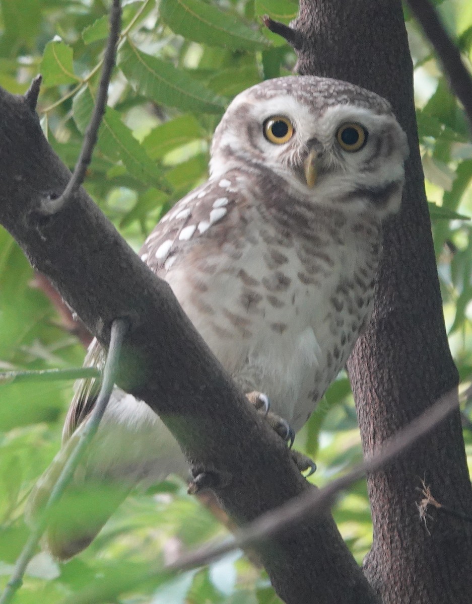 Spotted Owlet - ML611155327
