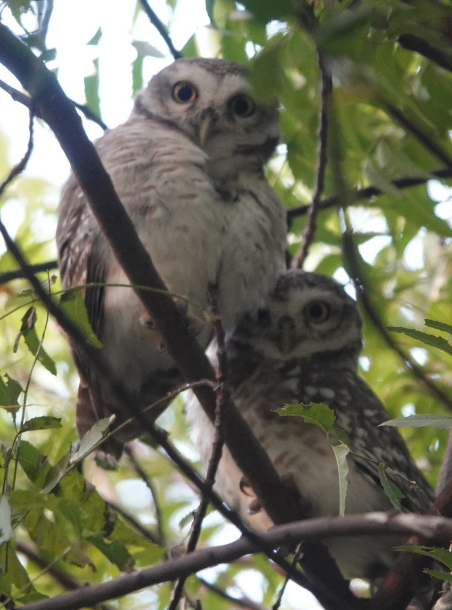 Spotted Owlet - ML611155328