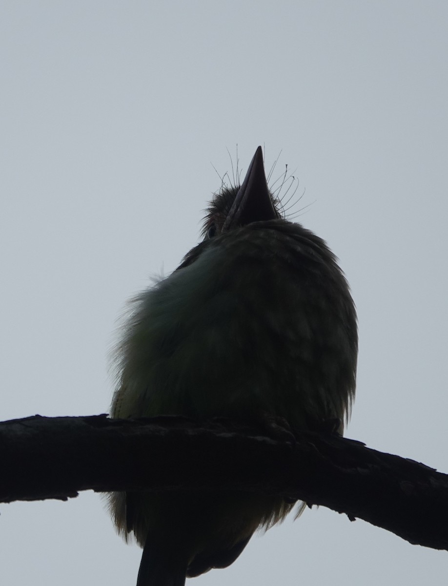 Brown-headed Barbet - ML611155336