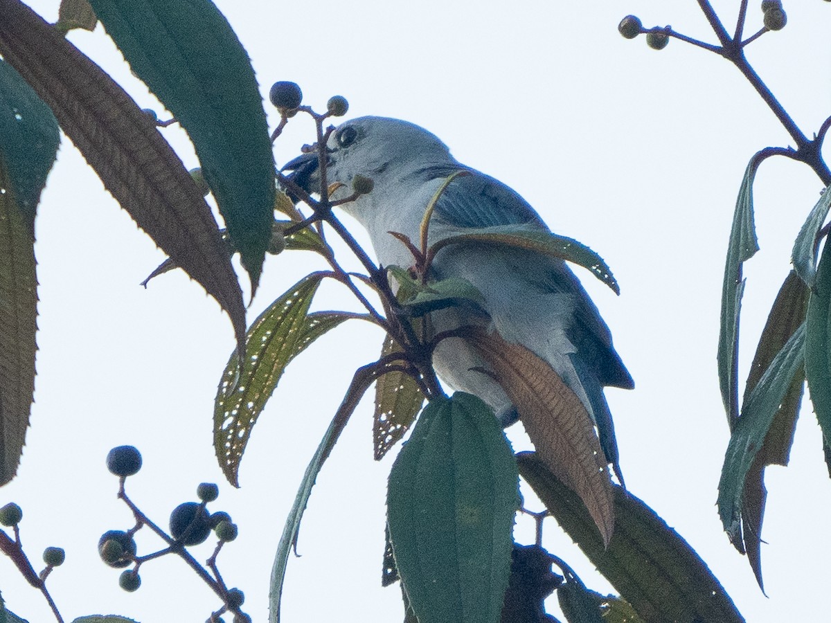 Blue-gray Tanager - ML611155338