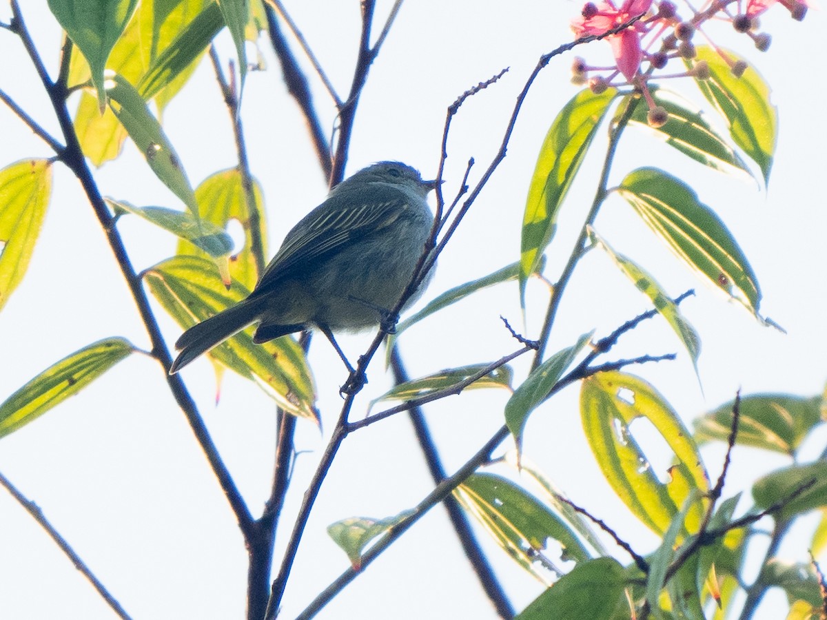 Mistletoe Tyrannulet - ML611155345