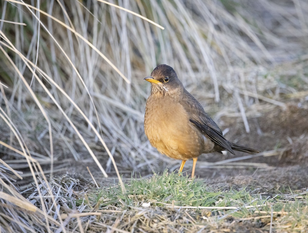 Austral Thrush (Falkland) - ML611155346