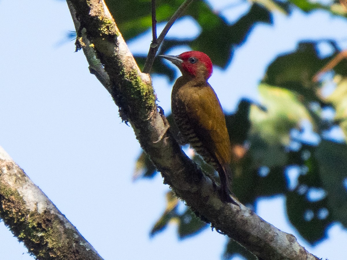 Rufous-winged Woodpecker - ML611155359