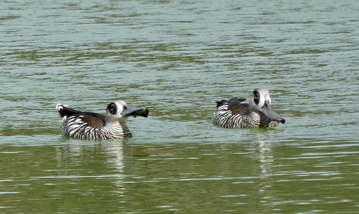 Pink-eared Duck - ML611155364