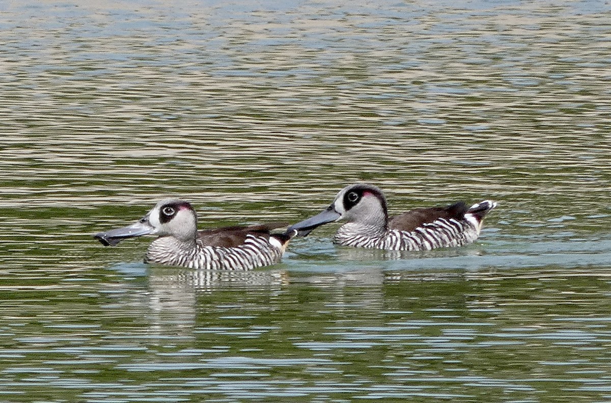 Pink-eared Duck - ML611155366