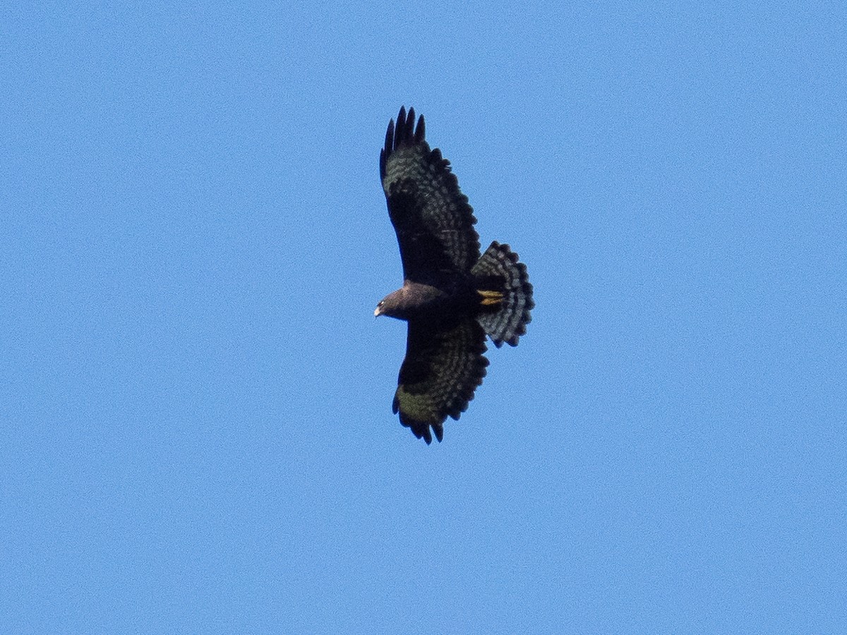 Short-tailed Hawk - Chris Fischer