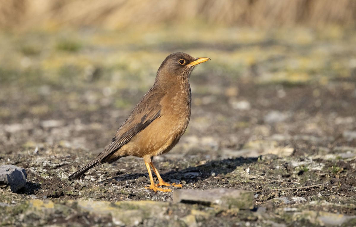 Austral Thrush (Falkland) - ML611155378