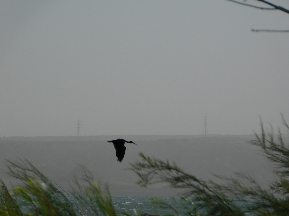 Bare-faced Ibis - ML611155394