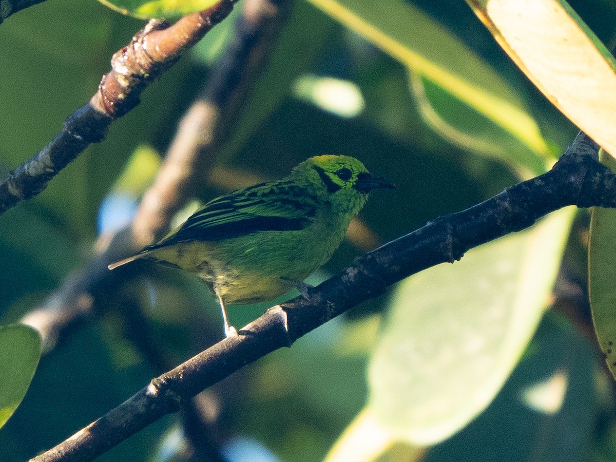 Emerald Tanager - ML611155405