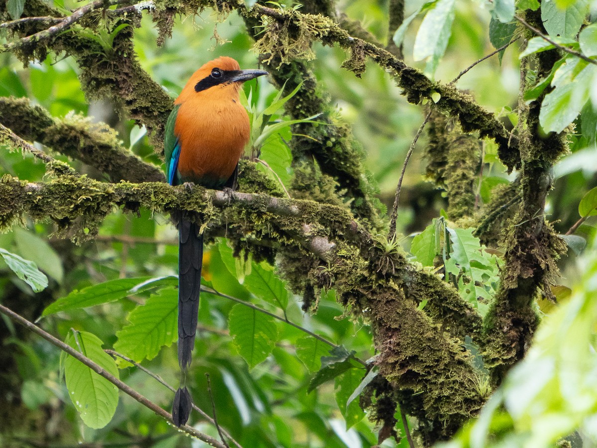 Rufous Motmot - ML611155442