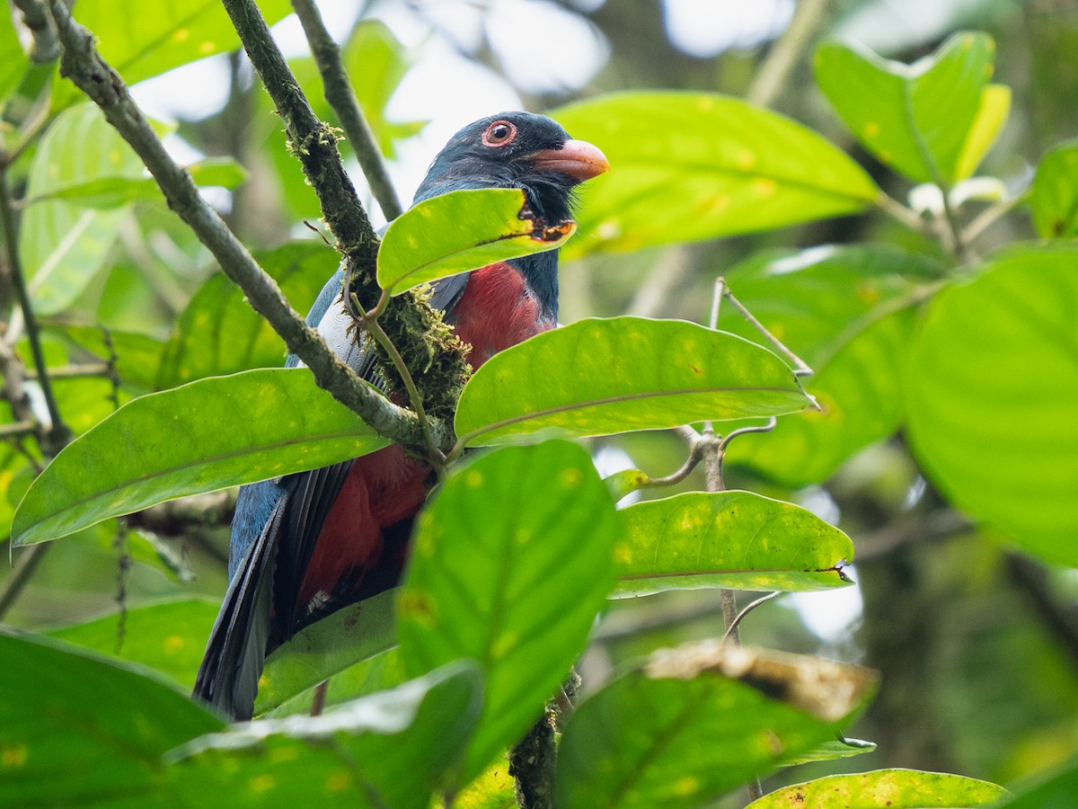 Slaty-tailed Trogon - ML611155443