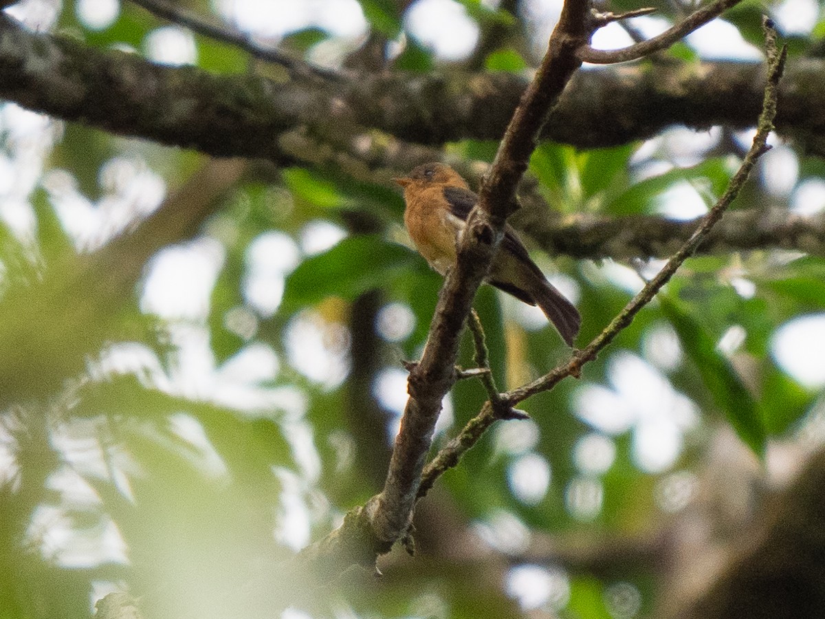 Tufted Flycatcher - ML611155448