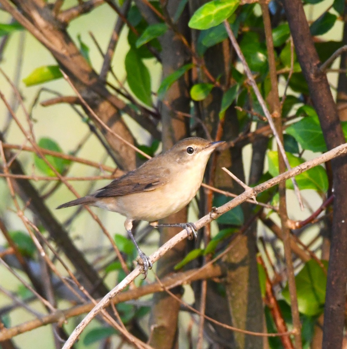 Booted Warbler - ML611155461