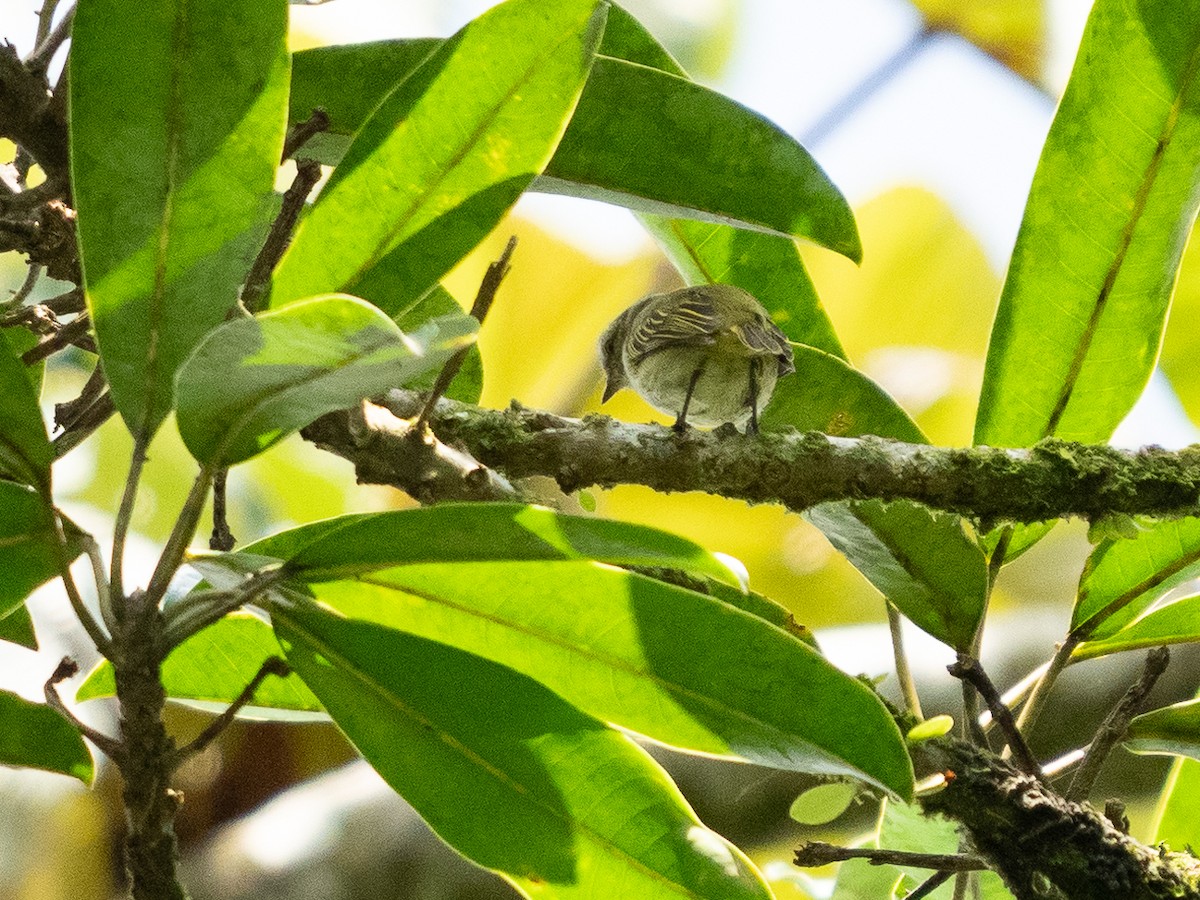 Mistletoe Tyrannulet - ML611155465