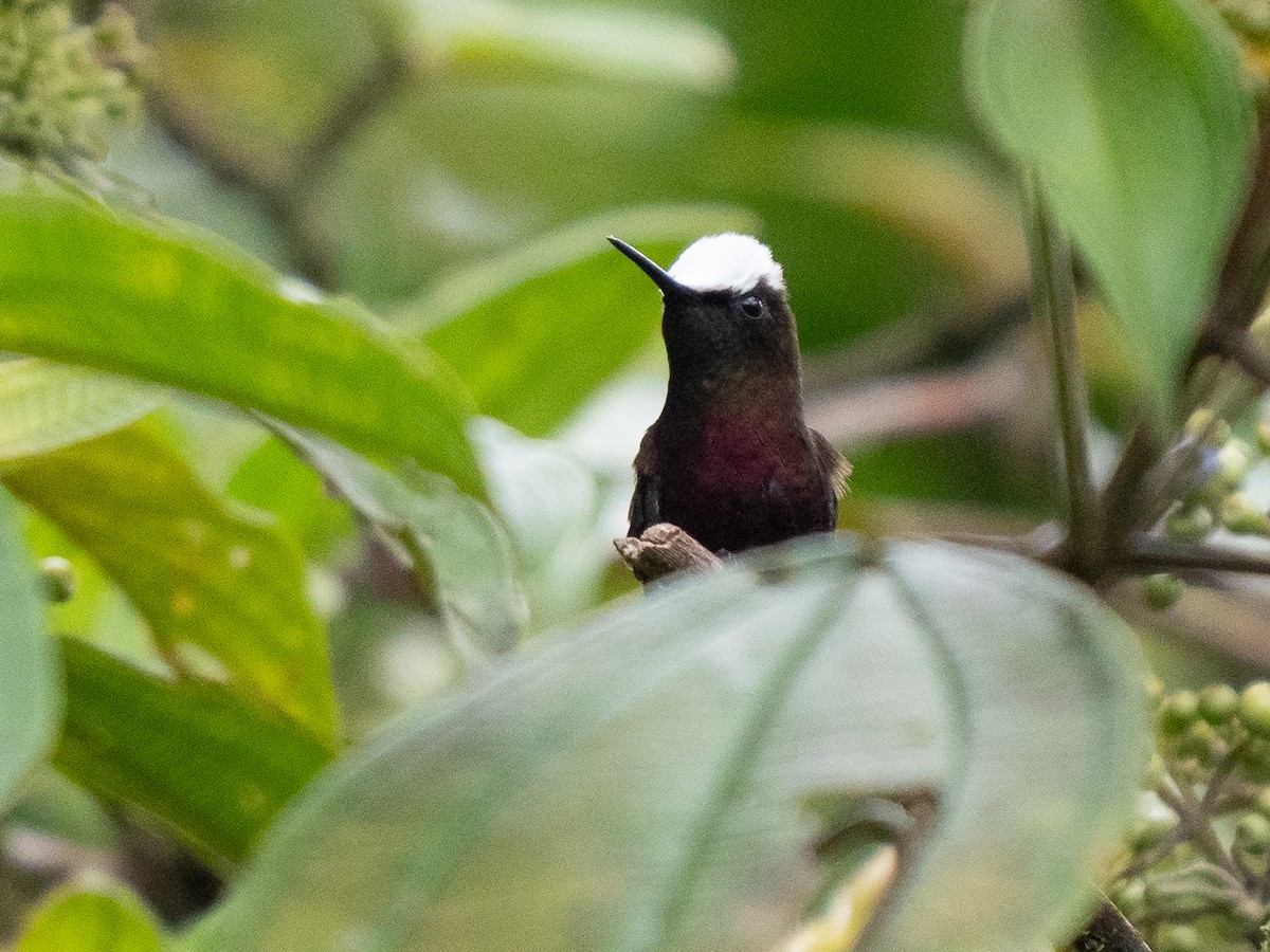 Colibri à coiffe blanche - ML611155503