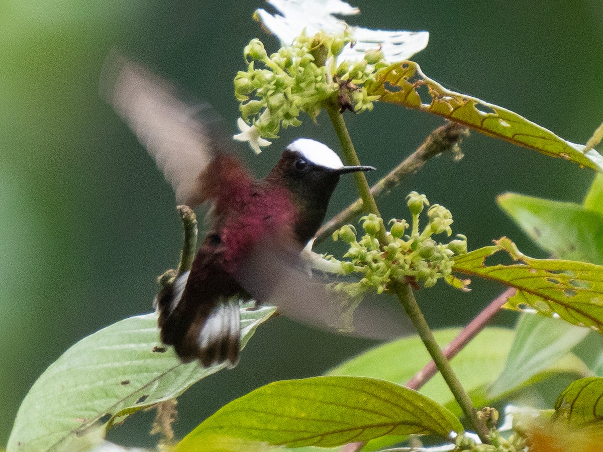 Schneekappenkolibri - ML611155504